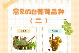 白葡萄酒品种及其酿成的葡萄酒的特点(二)图片