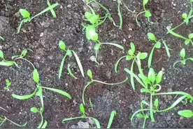 秋菠菜怎么种植？这样做出苗齐、产量高，一定要认真看完图片