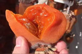 俗语“男怕柿子女怕梨，母猪最怕西瓜皮”，指啥意思？为何会怕？图片