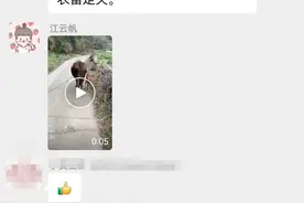 仅用2分22秒！寻回牛犊子图片