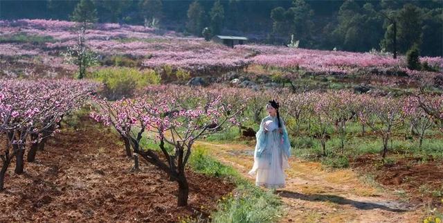 春游云南丨春天来楚雄，赏花、拍花、吃花！