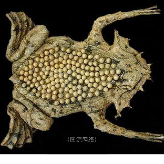 (louise)的爱尔兰网友,向全世界宣布了一个新单词,叫"trypophobia"