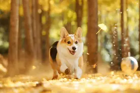 属狗人出生在这三个时辰，是来报恩的，一生富贵，家庭光彩！图片