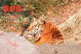 余姚山区惊现“老虎”？现场过于逼真，有人吓到报警图片