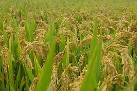 收水稻如同割韭菜，我国科学家培育出多年生水稻！种一次能收四年图片