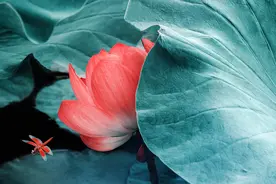 让事情自然而然发生，你的人生，会更顺心如意图片