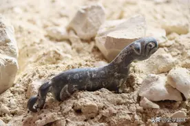 虎符为什么不能伪造，凭借虎符真的可以调动军队吗？图片