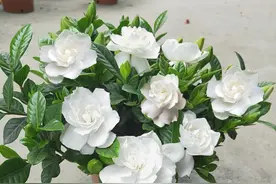 端午到，栀子香，盆栽栀子花爆盆的秘诀分享给你，轻松养爆盆图片