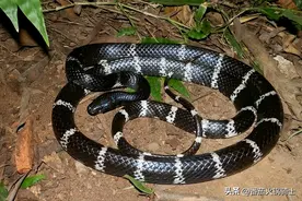 北京出现剧毒银环蛇？为什么北京会有银环蛇？专家：估计是放生的图片