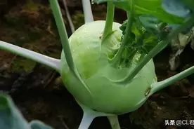 明日入伏，这5种菜要种植，耐热高产，10月底收获，菜农不要错过图片