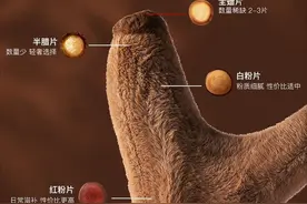 吃鹿茸是智商税吗？备孕适合吃鹿茸吗？图片