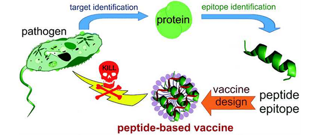 全球多肽疫苗研发进展