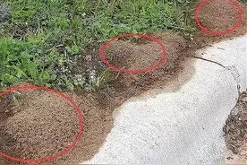 遇到这种小土堆千万别碰，轻则伤口红痒化脓，重则可能会导致休克图片