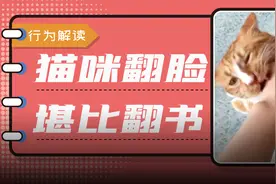 为啥把猫咪撸开心了，TA却突然咬我一口？图片