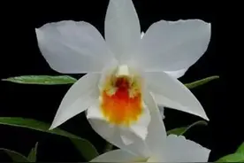 兰花是一个大家族图片