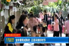 「视频」金秋葡萄成熟时 正是采摘好时节图片