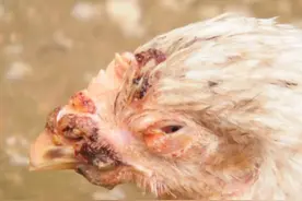 鸡感染鸡痘有什么防治方法 鸡冠有痘疹是怎么引起的图片