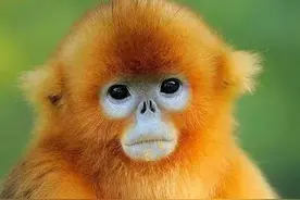 猴界颜值天花板，你知道吗？图片