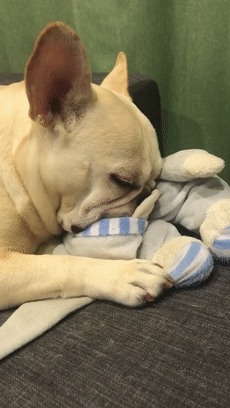 “富养界的天花板”法斗犬，这七大缺点，接受了才是真爱