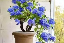 如何养出“高级感”蓝雪花，首先是“剪”然后才是养，顺序要搞对图片