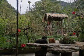 怀念黑蛋图片