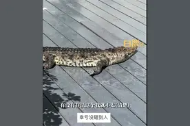 家养10多年的鳄鱼无故从二十几楼坠落，嘴巴出血，小区业主：警察已送去动物保护协会图片