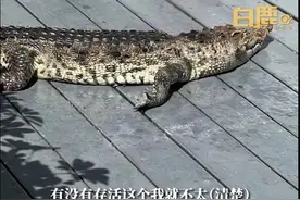 家养10多年的鳄鱼无故从二十几楼坠落，嘴巴出血，小区业主：警察已送去动物保护协会图片