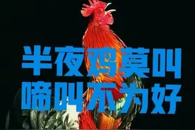 老话：“半夜鸡莫叫，啼叫不为好”！难道鸡叫不好？有什么说法吗图片
