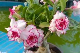 沙漠玫瑰枝叶茂盛不开花？只需2步，30天左右就能满头花苞图片