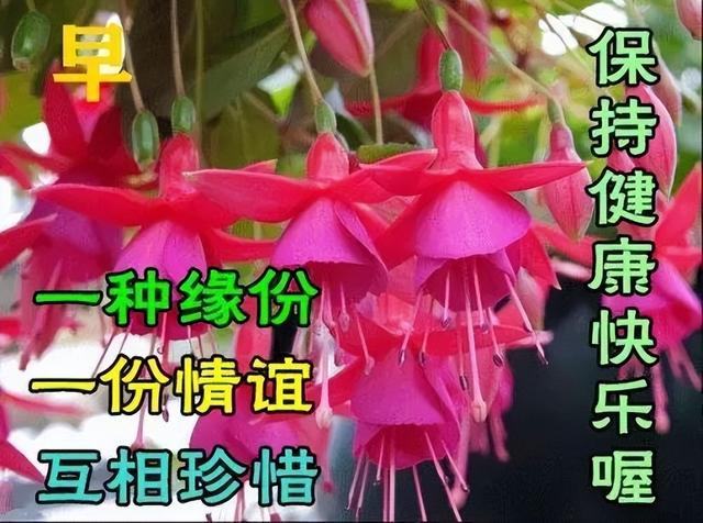 早安问候语丨祝福片祝福语:用感恩的心迎接美好的一天!