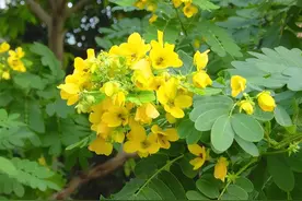 我国主要珍贵树种——铁刀木：木材坚硬，刀斧难入！景观价值也高图片