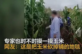网传专家脚踩地毯走在玉米地里惹争议，脚就应该脏，走地毯有罪？图片