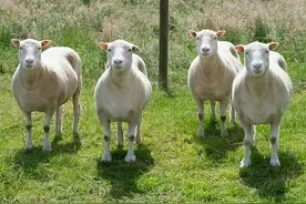 羊的生活习性和特点有哪些？你们都了解多少图片