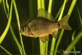 鱼儿到底能不能听到声音？开灯到底会不会吓到鱼？我来告诉你答案图片