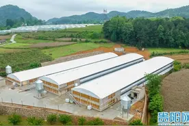 贵州肉鸡出栏量第一名，她已“霸占”多年！图片