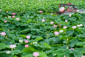 今日夏至！与端午节相连，100年才4次图片