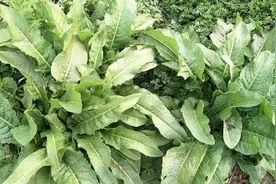 野外这种植物，味道像醋一样酸，人称“野菠菜”，你可吃过？图片