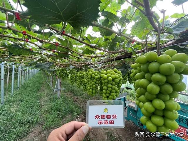 鍖楁柟閬块洦妫氶槼鍏夌帿鐟拌悓鑺借嚦鑺卞簭鍒嗙鏈熺鐞嗘妧鏈紙涓嬶級