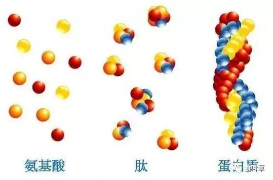 食叶草氨基酸多肽精蛋白与大健康产业