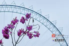 满城烂漫！福州迎来风铃木大年图片