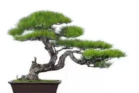最有价值的6种树桩，做成盆景增值潜力大图片