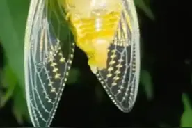 涅槃重生图片
