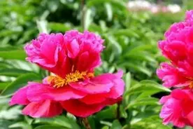 扬州名花：金带围-芍药图片