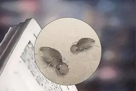 床上有很小很小的虫子是书虱虫吗图片