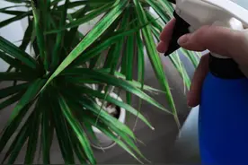 花百科——龙血树图片