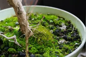 盆土表面“长青苔”？别走进错误的“误区”，这是烂根烂叶的前兆图片