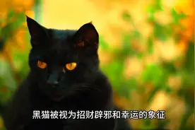 梦到黑猫盯着自己是何预兆#宠物图片