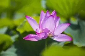 有一种无奈，明明想你，却不能相见，明明爱你，却无法相伴图片