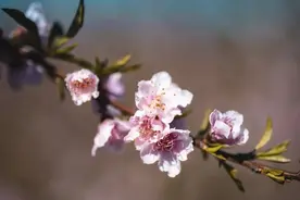 诗词丨人生浮沉皆笑谈，岁月悲喜愿心安图片