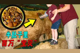 村民宰牛获至宝，专家鉴定值100万，当事人：暂时不卖还能涨图片